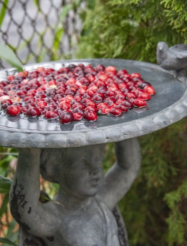 Cranberries offer spots of color in the winter landscape at Jeff West’s W. Market Street flat.